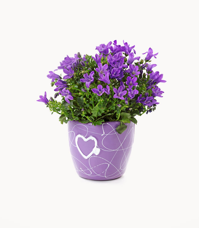 Case of the Giant Pygmy - Görsel 2